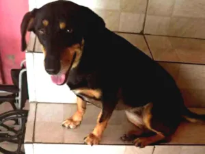 Cachorro raça SRD idade 6 ou mais anos nome Maya