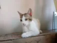 Filó
