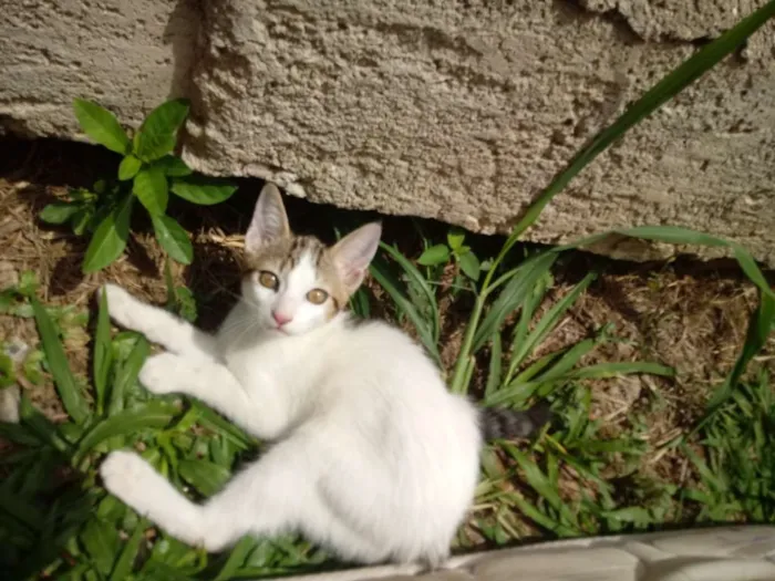 Gato ra a Felina idade 2 a 6 meses nome Filó