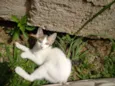 Filó