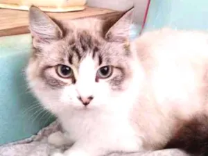 Gato raça SRD idade 2 a 6 meses nome Zara