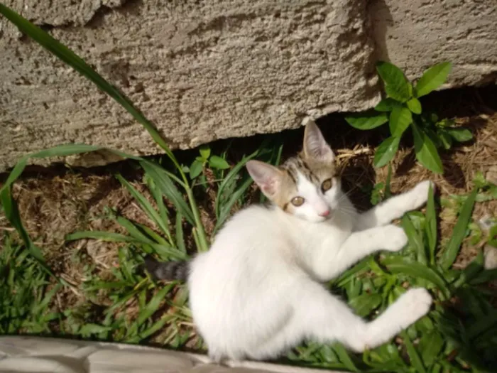 Gato ra a Felina idade 2 a 6 meses nome Filó