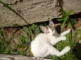 Filó