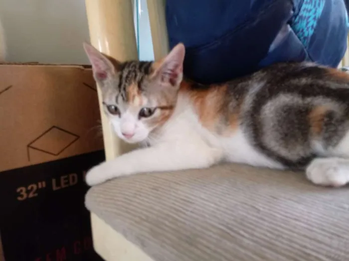 Gato ra a Felina idade 2 a 6 meses nome Filomena