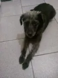 Belinha