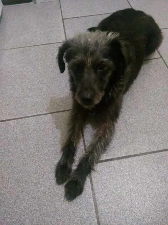 Cachorro ra a Indefinida idade 2 anos nome Belinha