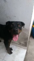 Dan