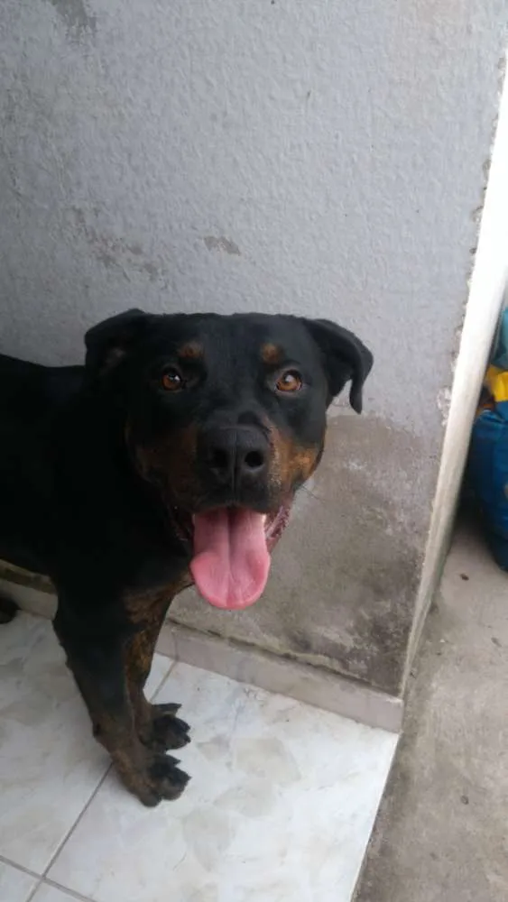 Cachorro raça Rotwailer  idade 1 ano nome Dan