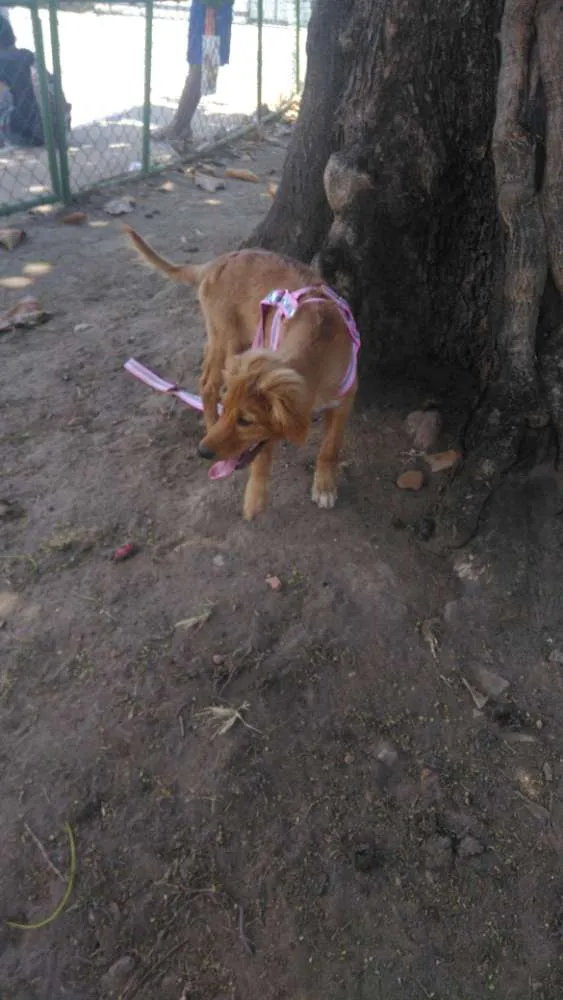 Cachorro raça Ñ sei idade 2 a 6 meses nome Mel