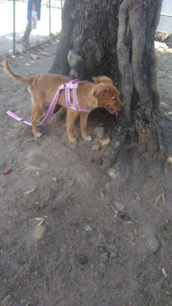 Cachorro raça Ñ sei idade 2 a 6 meses nome Mel