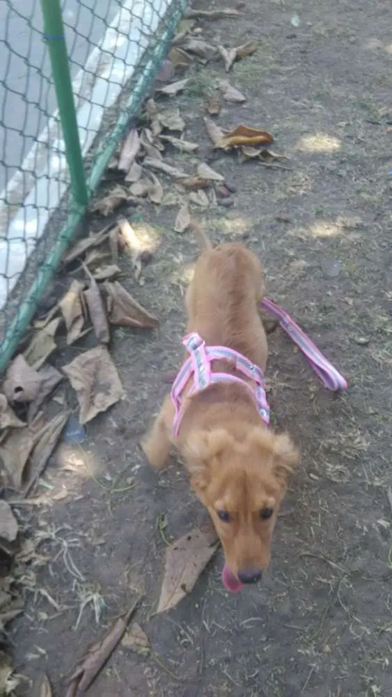 Cachorro raça Ñ sei idade 2 a 6 meses nome Mel