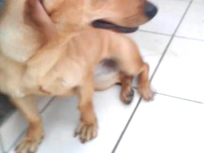 Cachorro ra a Sem raça definida idade 1 ano nome Luna