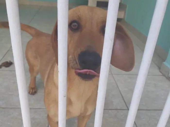 Cachorro ra a Sem raça definida idade 1 ano nome Luna