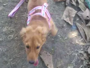 Cachorro raça Ñ sei idade 2 a 6 meses nome Mel