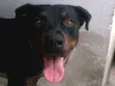 Dan