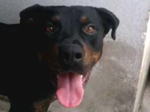 Cachorro raça Rotwailer  idade 1 ano nome Dan