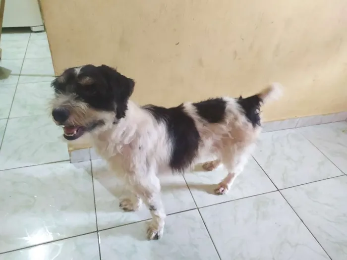 Cachorro raça Indefinida idade 3 anos nome Maylow