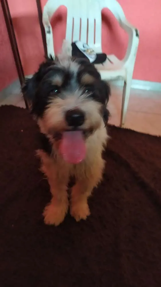 Cachorro raça Indefinida idade 3 anos nome Maylow