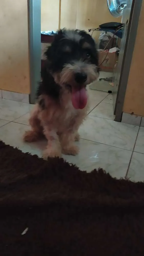 Cachorro raça Indefinida idade 3 anos nome Maylow