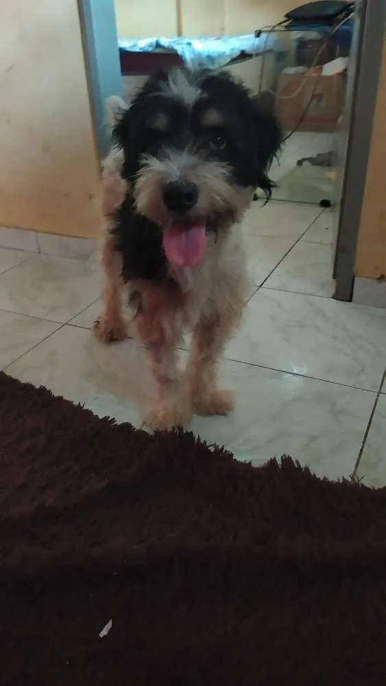 Cachorro raça Indefinida idade 3 anos nome Maylow