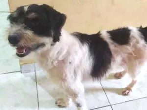 Cachorro raça Indefinida idade 3 anos nome Maylow