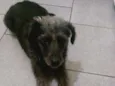 Belinha