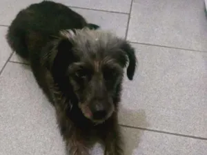 Cachorro raça Indefinida idade 2 anos nome Belinha