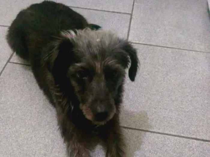 Cachorro ra a Indefinida idade 2 anos nome Belinha