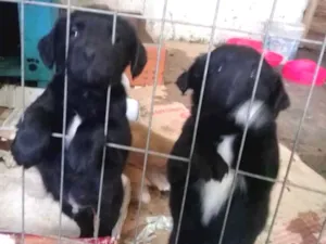 Cachorro raça Vira lata idade Abaixo de 2 meses nome Fofinhos