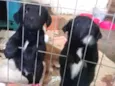 Fofinhos