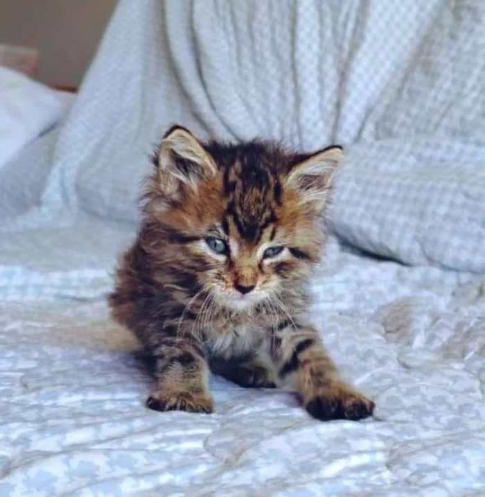 Gato ra a sem raça definida idade Abaixo de 2 meses nome Sem nome