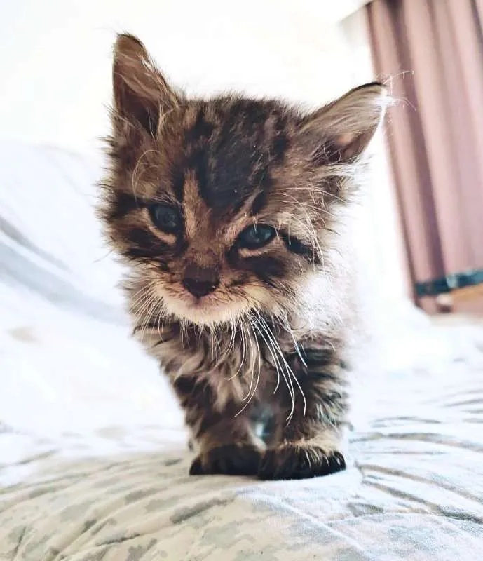 Gato ra a sem raça definida idade Abaixo de 2 meses nome Sem nome