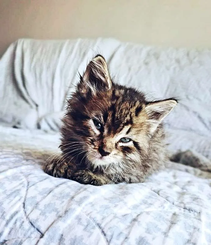Gato ra a sem raça definida idade Abaixo de 2 meses nome Sem nome