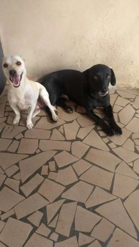 Cachorro ra a não definida idade 2 anos nome Gabriela e Negão