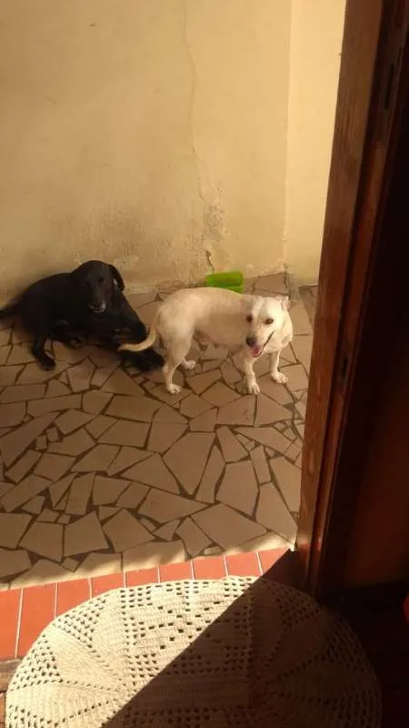 Cachorro ra a não definida idade 2 anos nome Gabriela e Negão