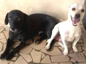 Cachorro raça não definida idade 2 anos nome Gabriela e Negão