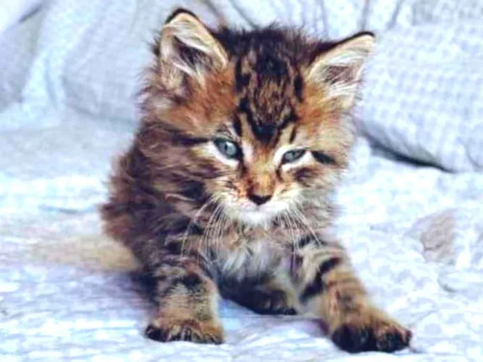 Gato ra a sem raça definida idade Abaixo de 2 meses nome Sem nome