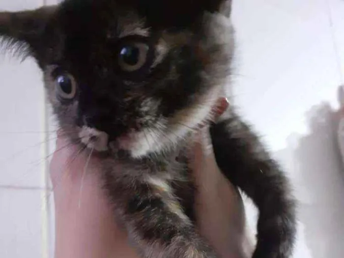 Gato ra a Raça tricolor  idade 2 a 6 meses nome Ainda não possuem no
