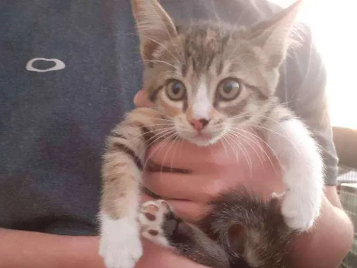 Gato ra a Raça tricolor  idade 2 a 6 meses nome Ainda não possuem no