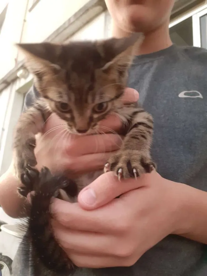 Gato ra a Raça tricolor  idade 2 a 6 meses nome Ainda não possuem no