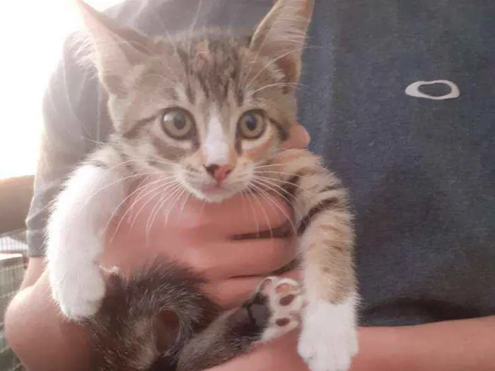 Gato ra a Raça tricolor  idade 2 a 6 meses nome Ainda não possuem no