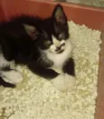 Charlie