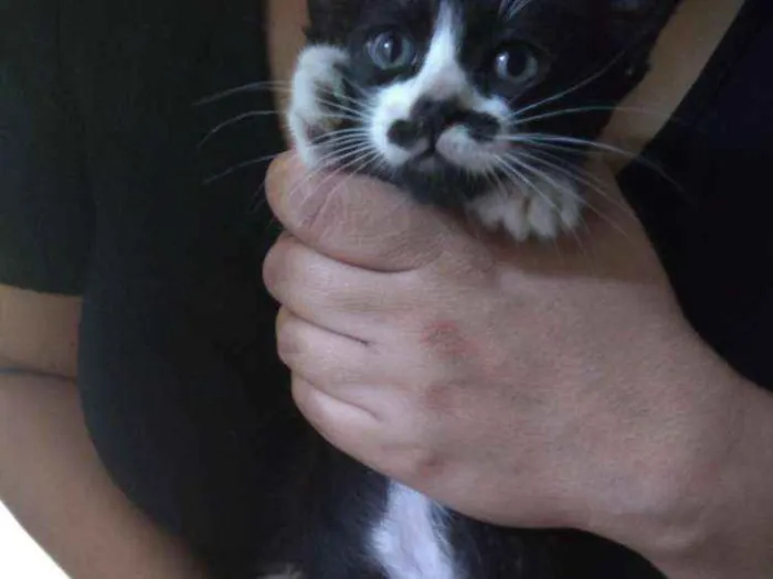 Gato ra a Vira lata idade 2 a 6 meses nome Charlie