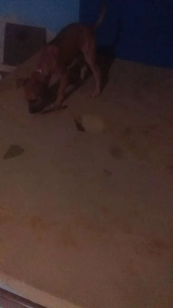 Cachorro ra a salsicha com poodle idade 2 a 6 meses nome lobinho