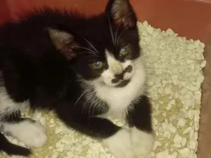 Gato raça Vira lata idade 2 a 6 meses nome Charlie