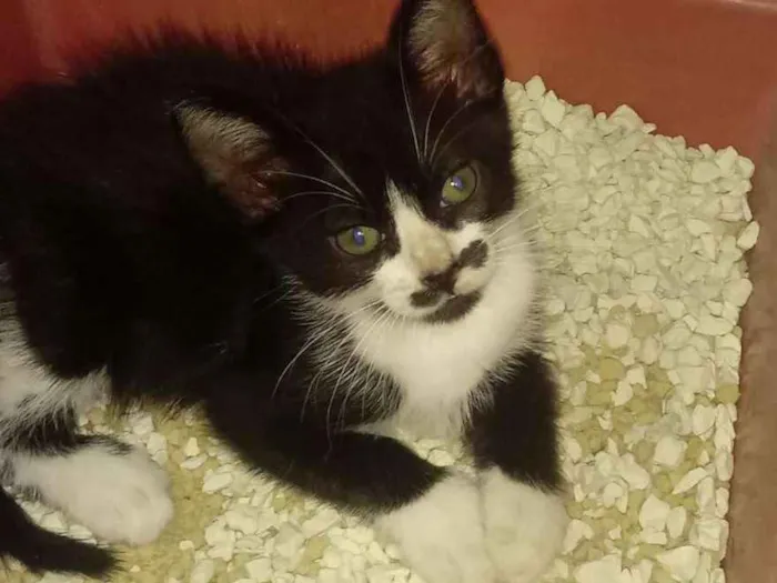 Gato ra a Vira lata idade 2 a 6 meses nome Charlie
