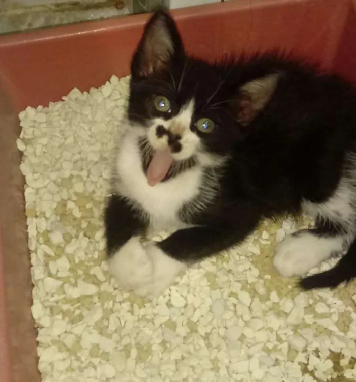 Gato ra a Vira lata idade 2 a 6 meses nome Charlie