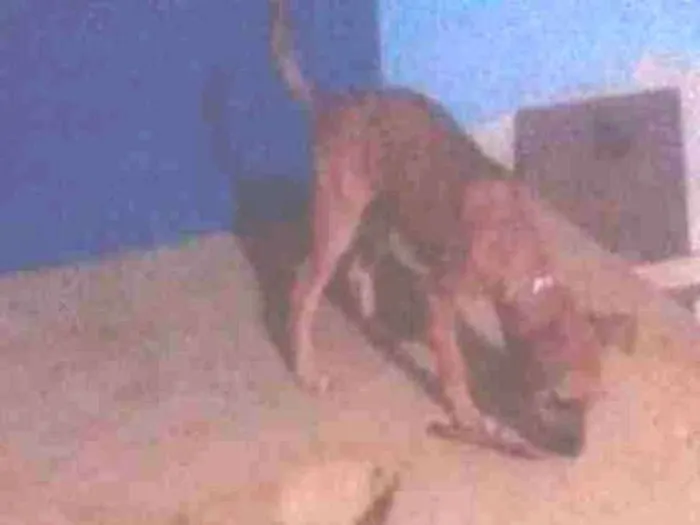 Cachorro ra a salsicha com poodle idade 2 a 6 meses nome lobinho