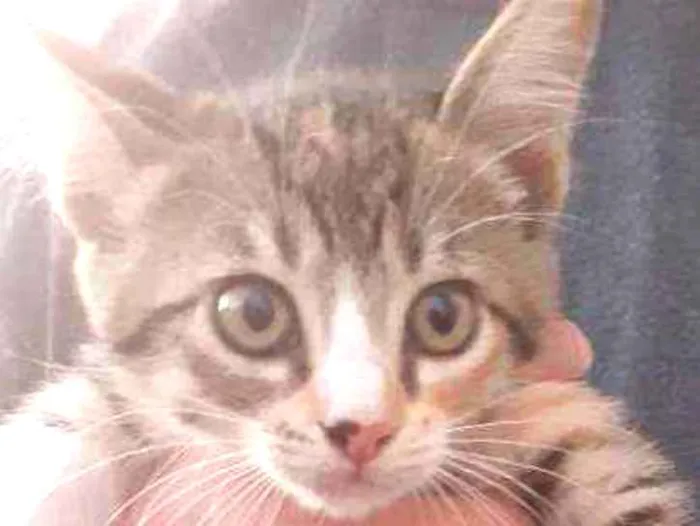 Gato ra a Raça tricolor  idade 2 a 6 meses nome Ainda não possuem no