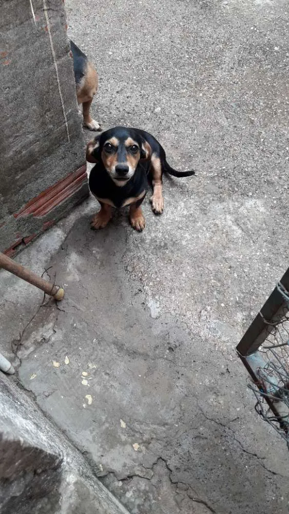 Cachorro ra a MISTA "SALSICHA" idade 2 a 6 meses nome CRISTAL